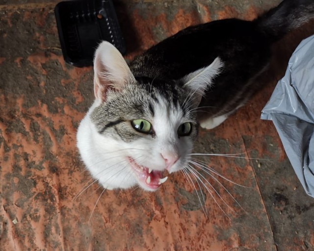 Принимайте в клуб! Котовторник же