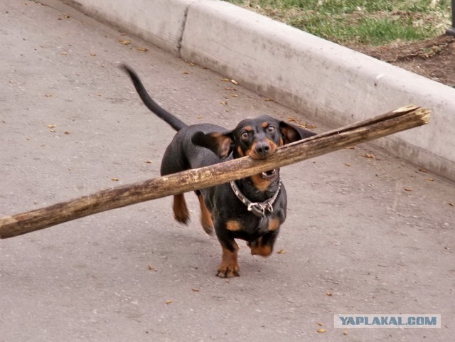 Странная такса.