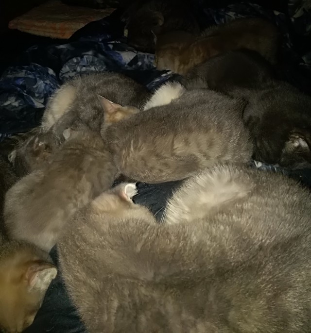 Совпало с котовторником.