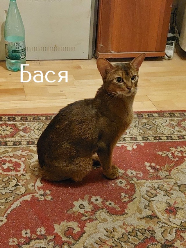 Жизнь домашнего приюта "Котоленд" 493