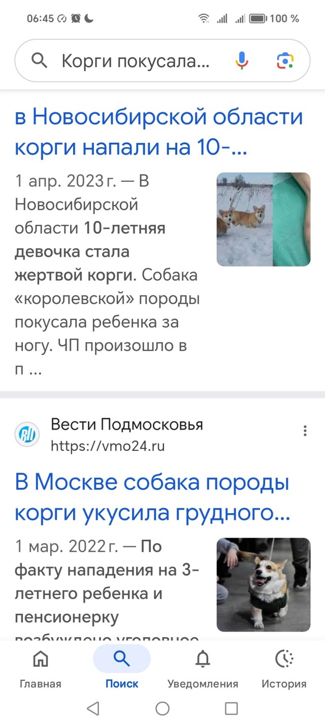 Жительницу Петербурга избили из-за того, что она выгуливала корги без поводка
