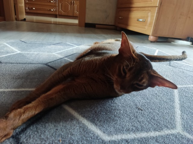 Моему коту Тому 2 года