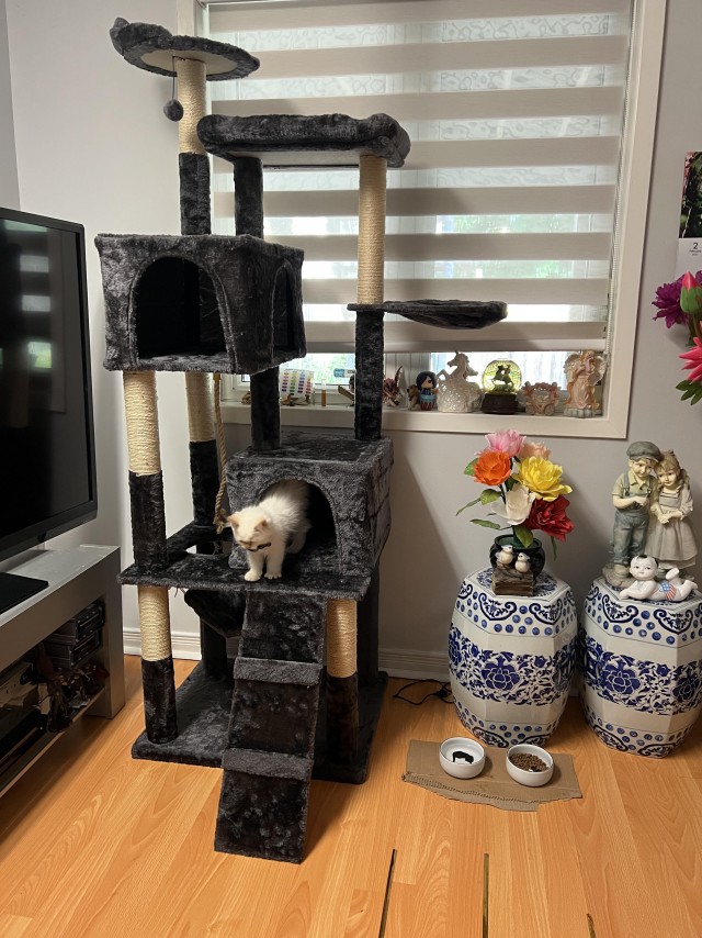 Напугал кошку пердежом