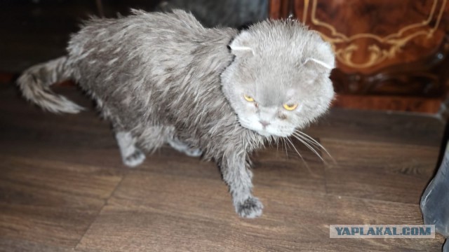 Варю котику рыбов
