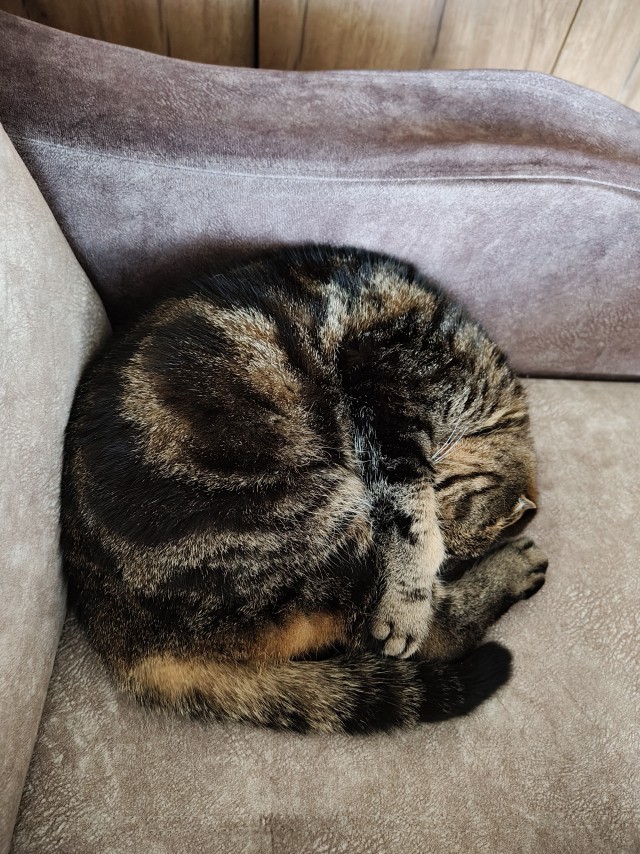 Кот-креветка