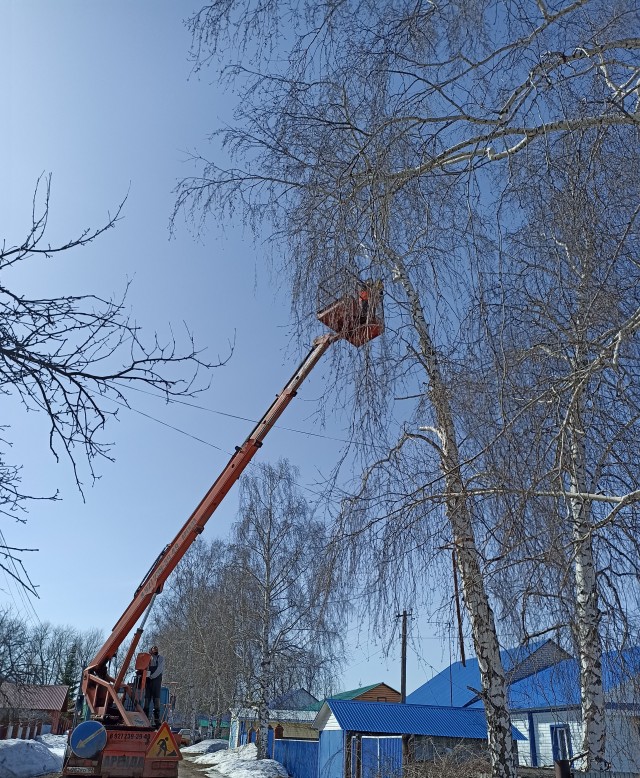 Осторожно, деревья!