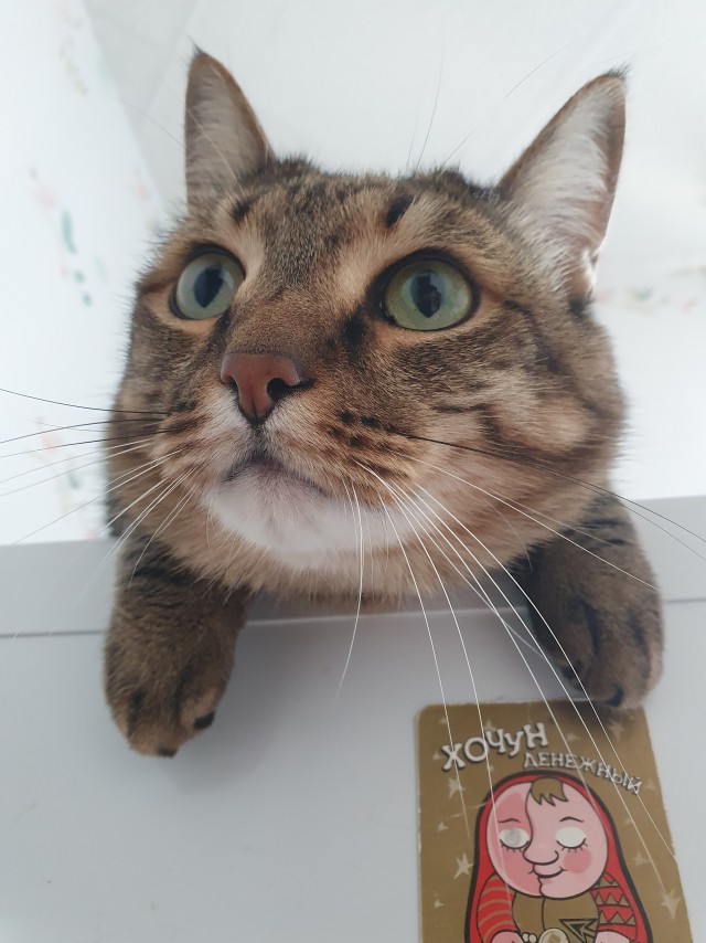 Крымский котик⁠
