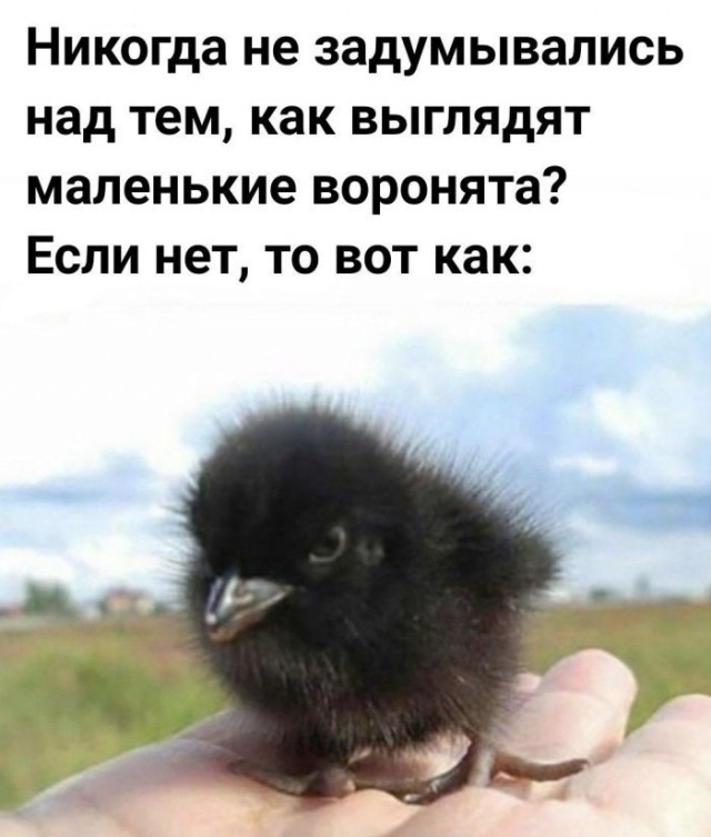 Картинки для деградации 245 (разной степени свежести)