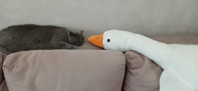 Котовторник 11.08.