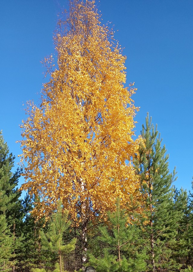 Осеннее