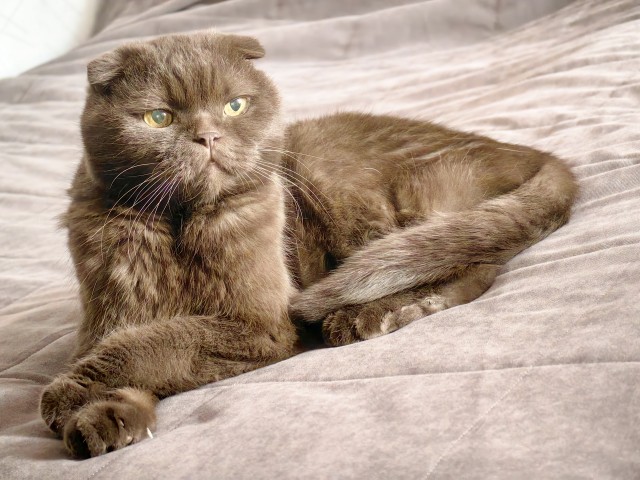 К-котовторник.