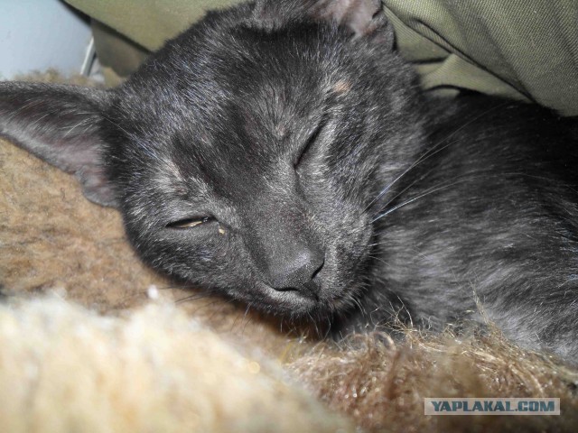 Котовторник   27.08.2013