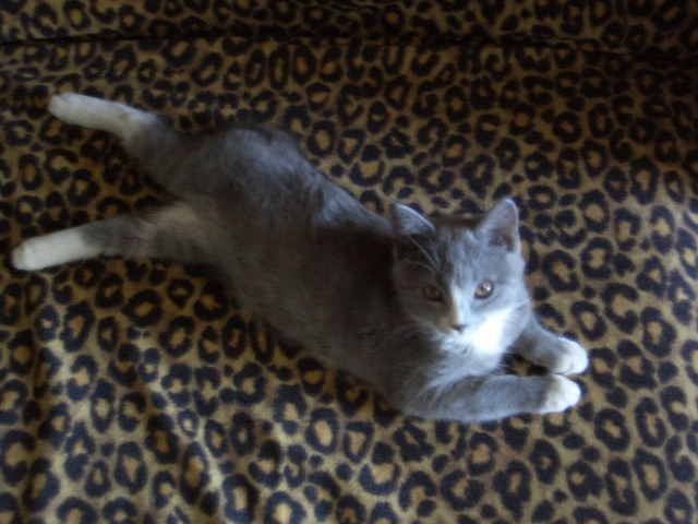 Котейка, который не знает как лежат котейки