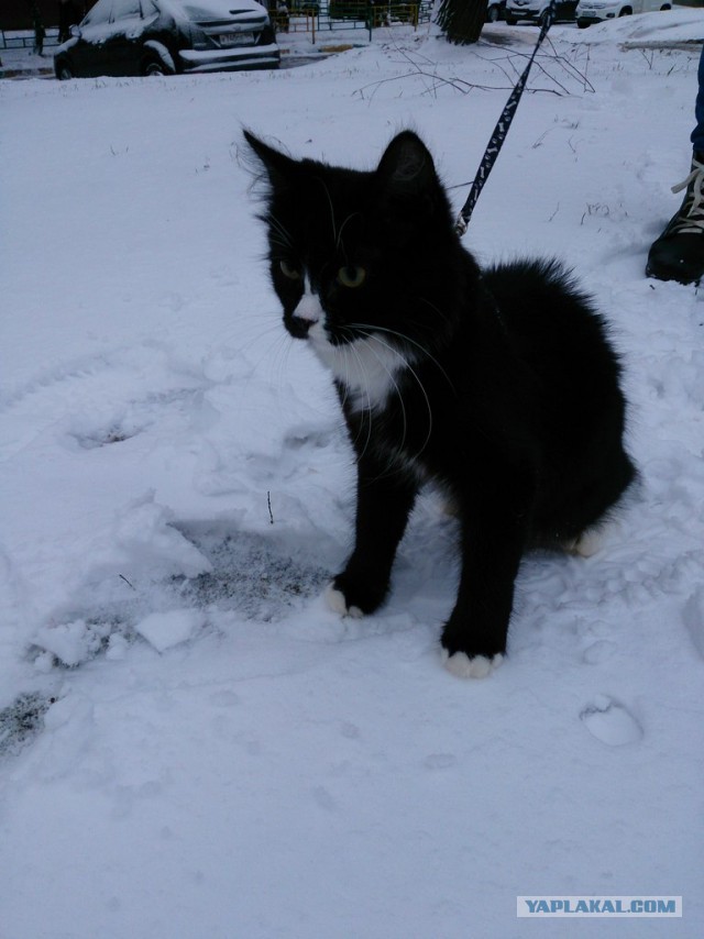 Котенька впервые увидел снег