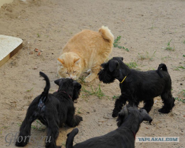 Котовторник 04.03.2014