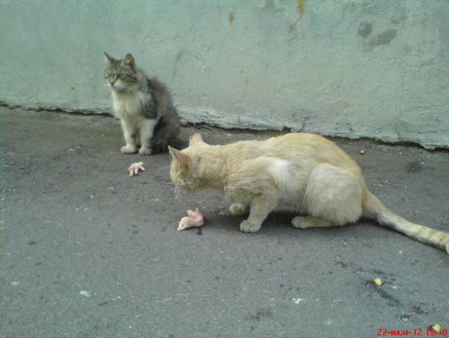 Котовторник 01.04.2014