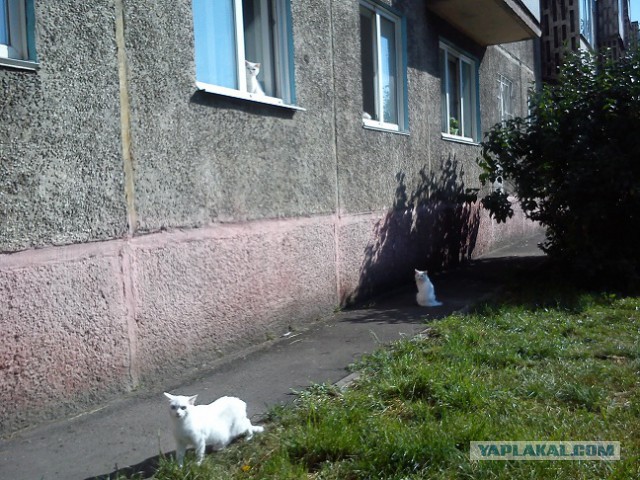 Котовторник 01.04.2014