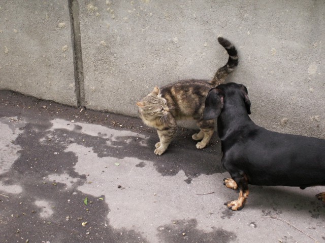 Котовторник 17.06.2014