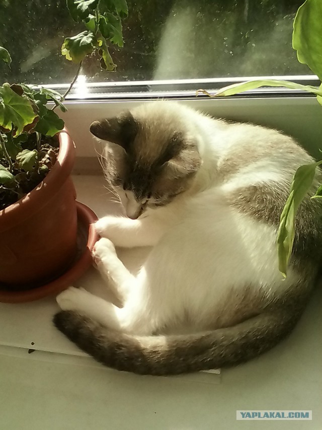 Котовторник 26.08.14.