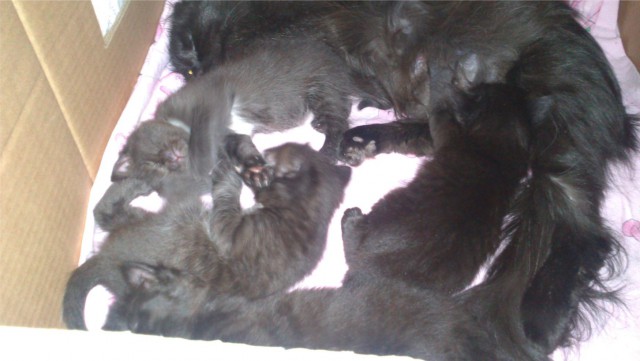 Котовторник 02.09.2014