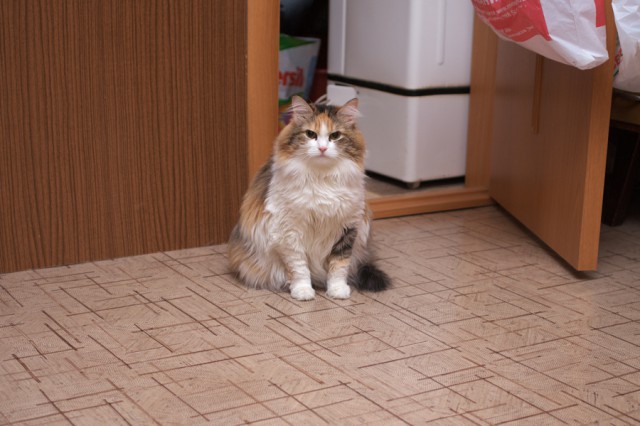 Жизнь домашнего приюта для котеек 37