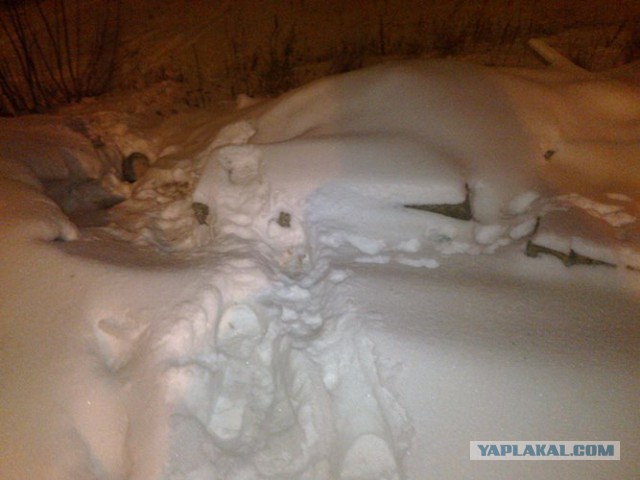 Пятница, пиво и кот.