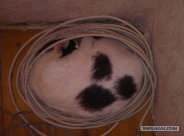 Коты, постигшие искусство сон-фу.