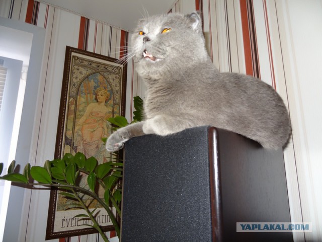 Котовторник 27.01.2015