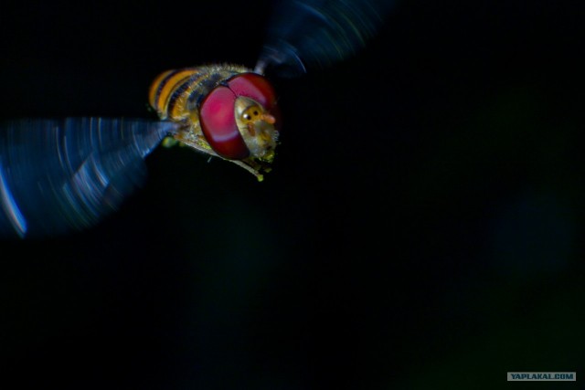 Если выйти во двор с макрообъективом, то...