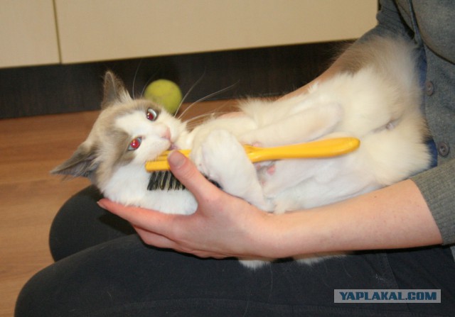 Котовторник 07 04 2015