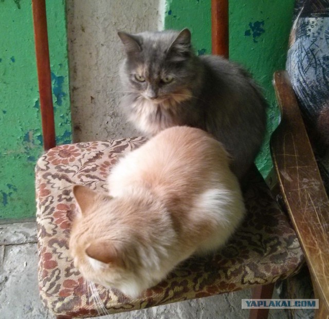 Котовторник