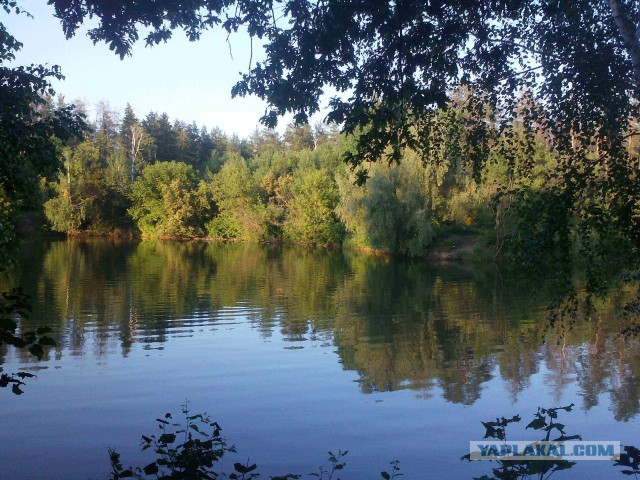 Женская логика
