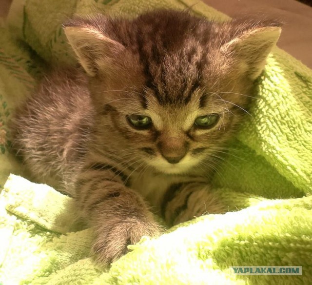 Котовторник 7.07.2015