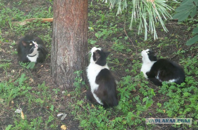 Котовторник 11.08.2015