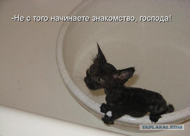 Прикольные коты