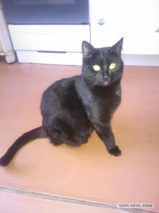 Котовторник  27.10.2015