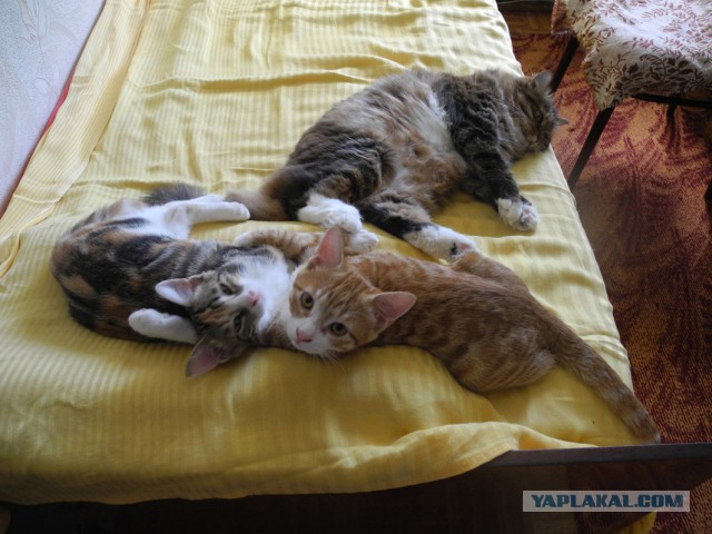 Котовторник 03.11.2015
