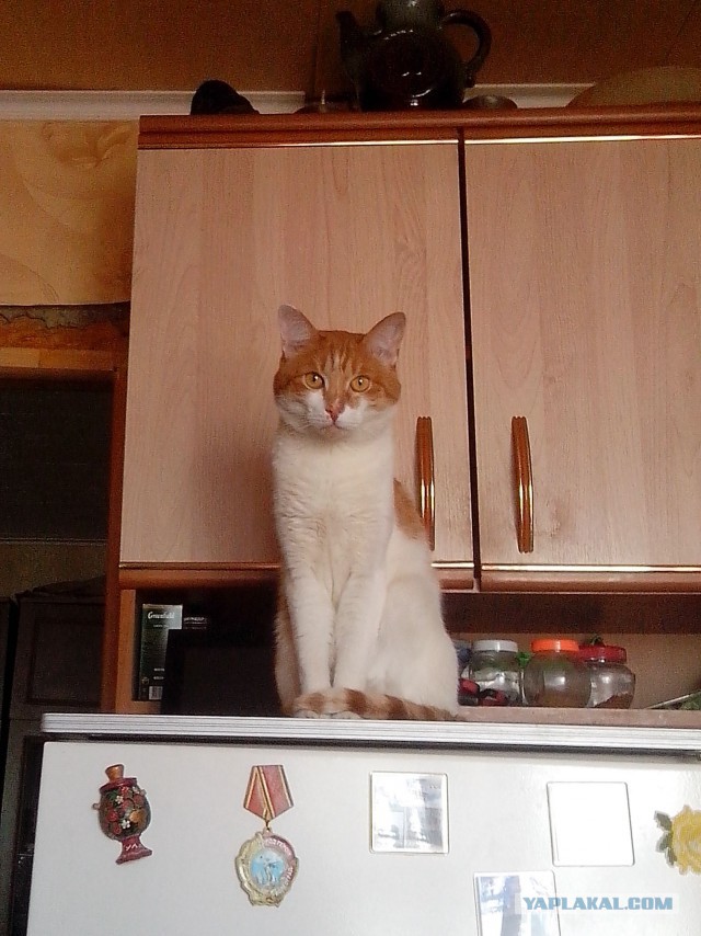 Котооо-о-о-вторник