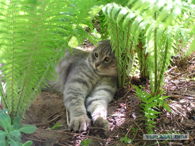 Пост невероятной кошачьей красоты. 25 фот.