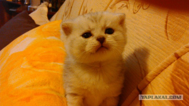 Котовторник - начало