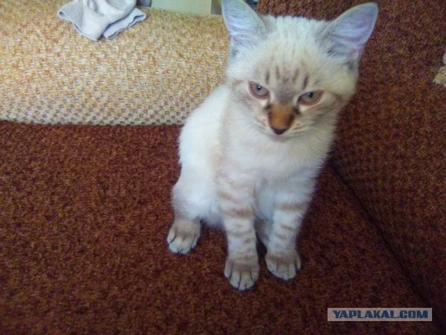 Котовторник 30.08.2016