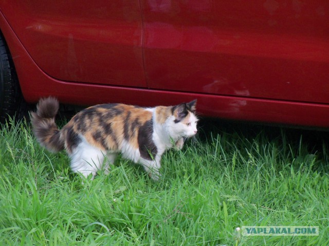Котовторник 30.08.2016