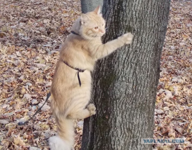 Котовторник 14.03.2017