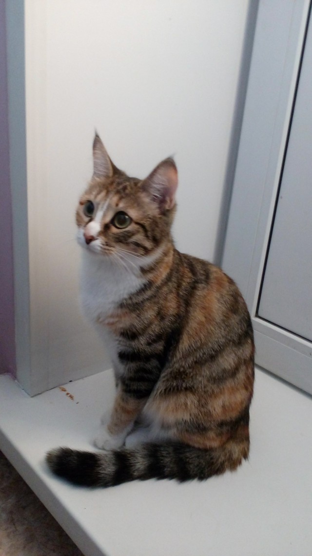 Коты и Кошки