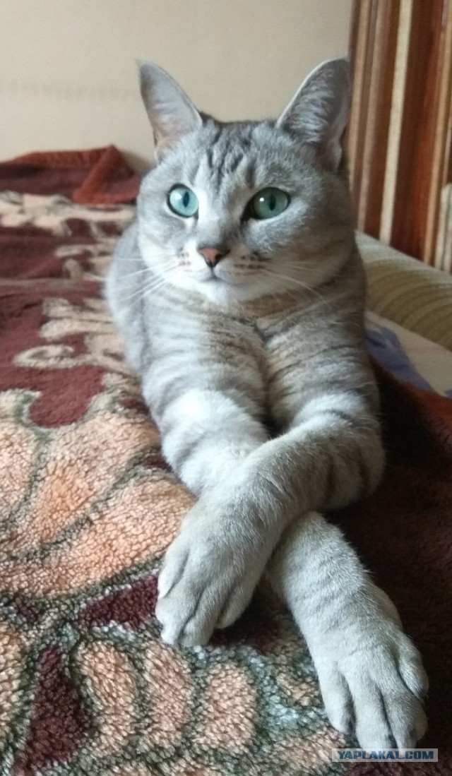 Котовторник