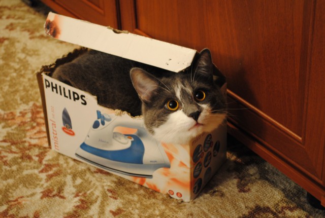 Котовторник ждали? А вот и он!
