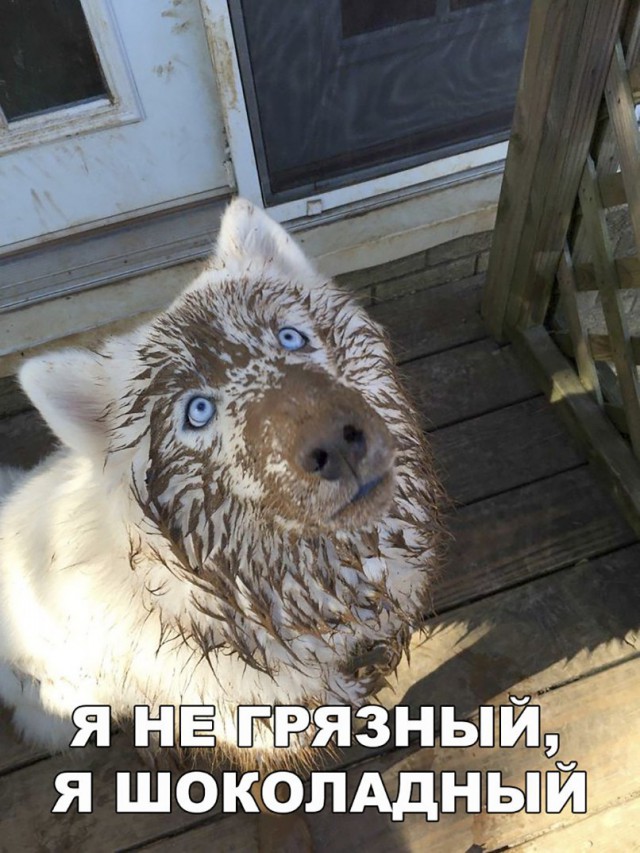 Живность из сети