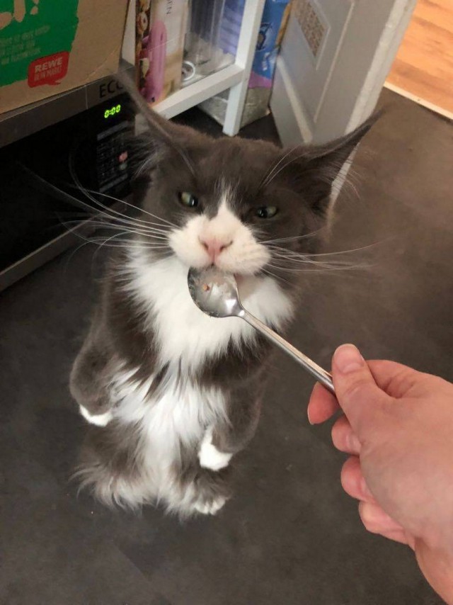 Прикольных котов пост