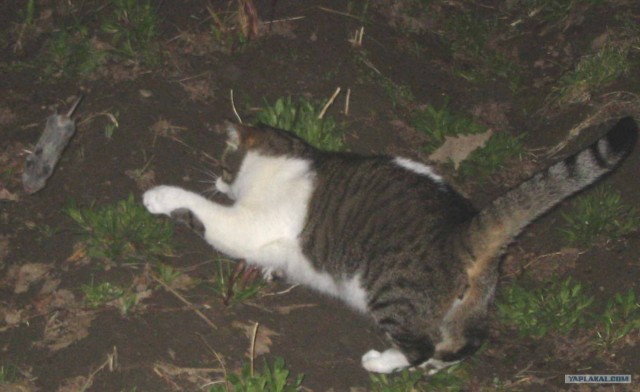 КотоОхота