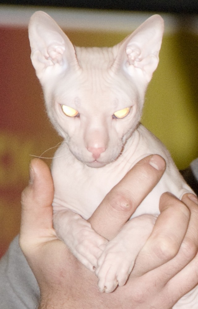 Котовторник, для любителей кошек